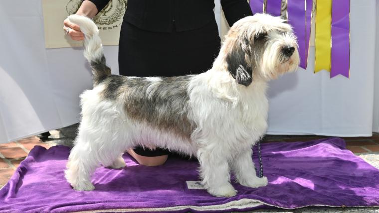 How much prize money do the Westminster Dog Show winners make in 2024? image
