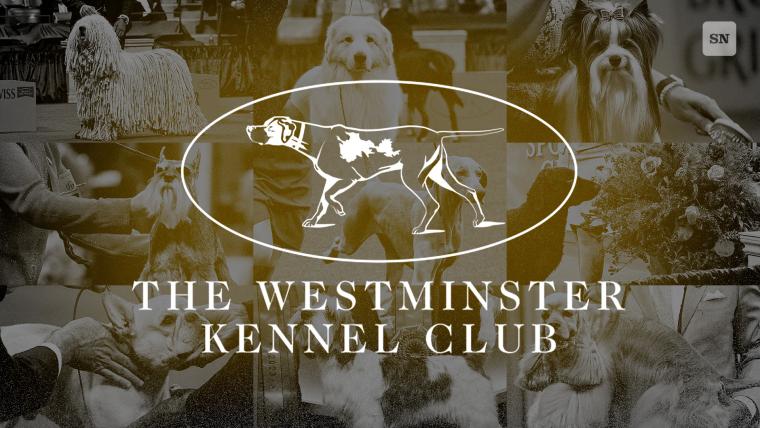 Westminster Dog Show free live streams image